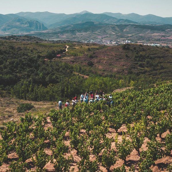 Visita a bodega de Rioja más viñedo